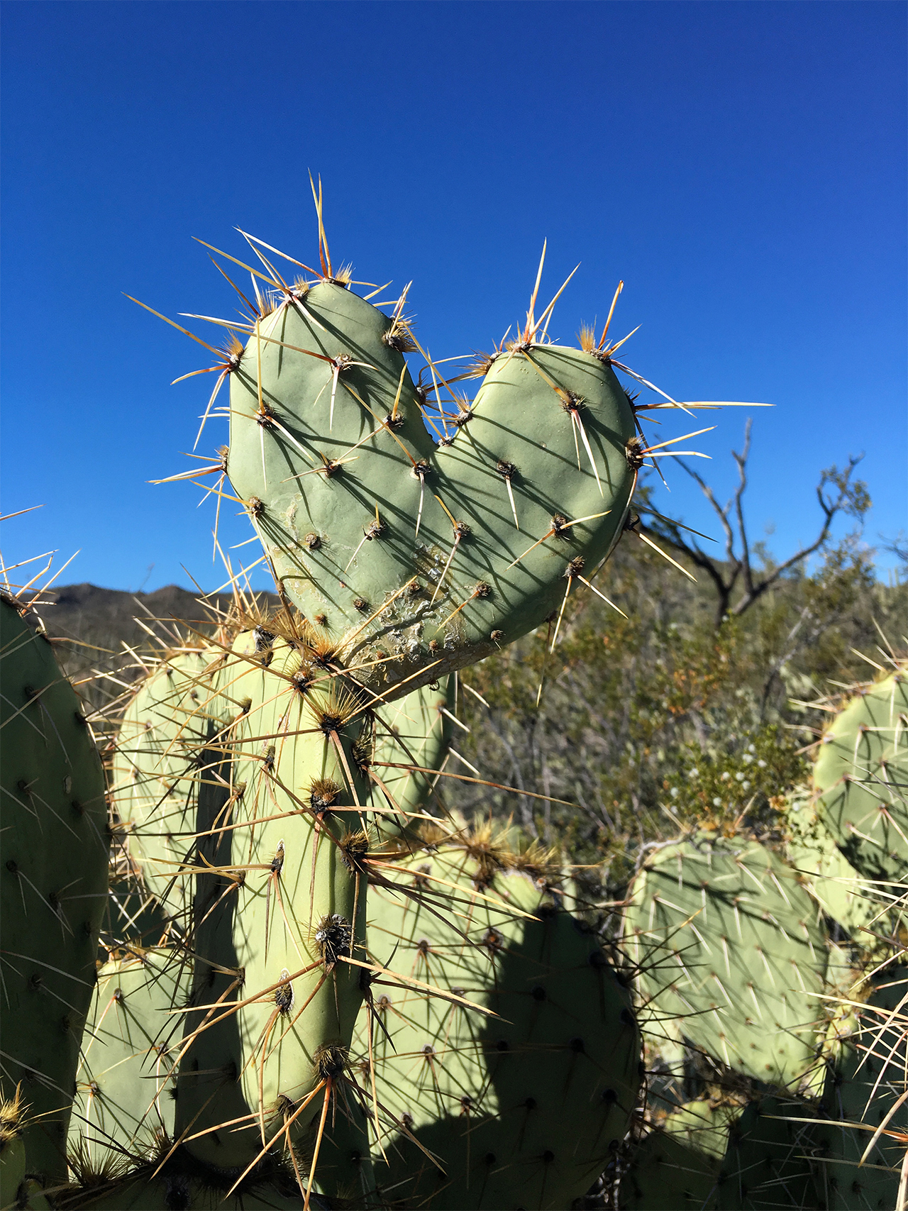 bicibits.com_prickly_heart_Tucson