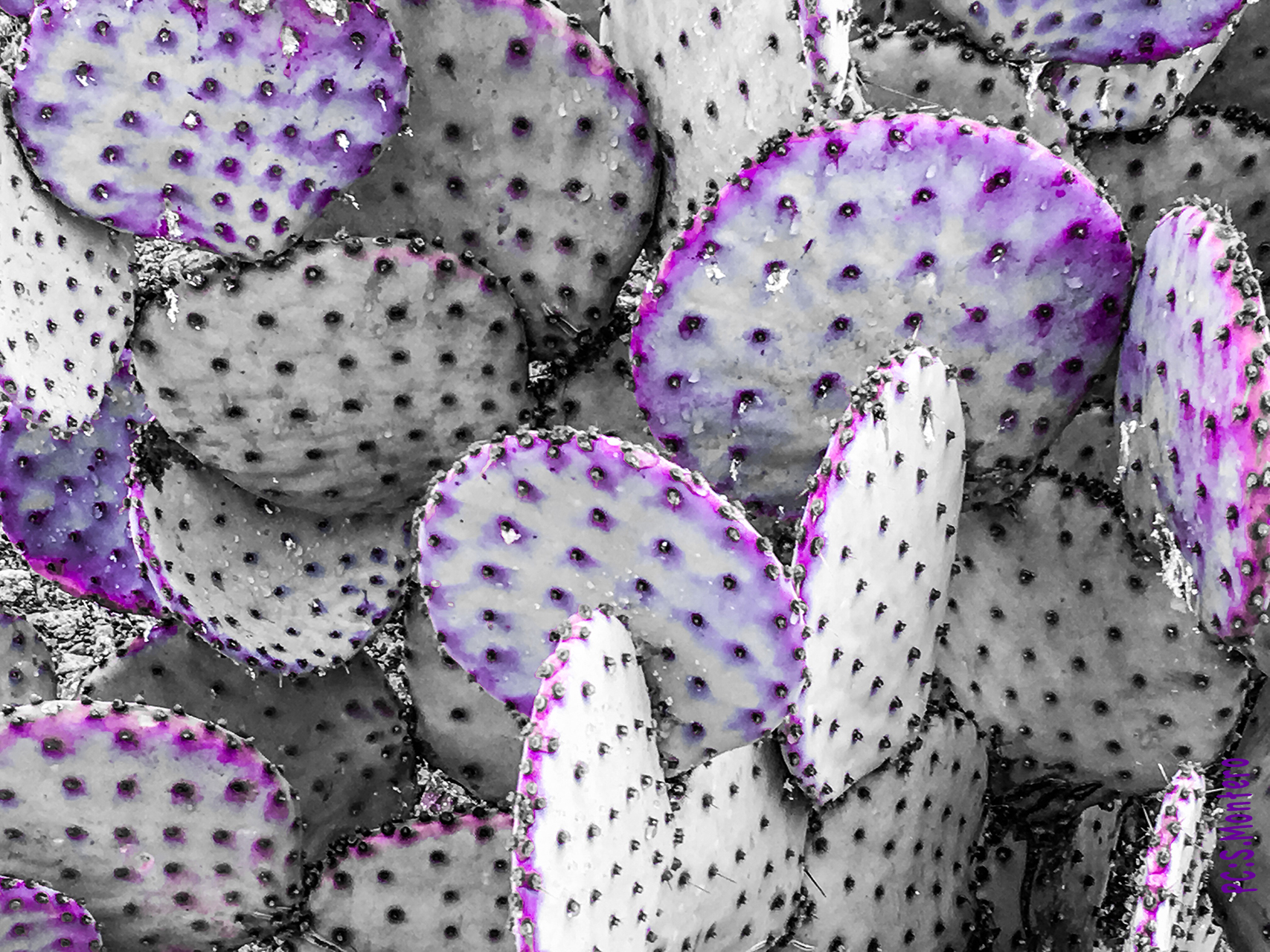 https://bicibits.com_Tucson_Prickly_Purple